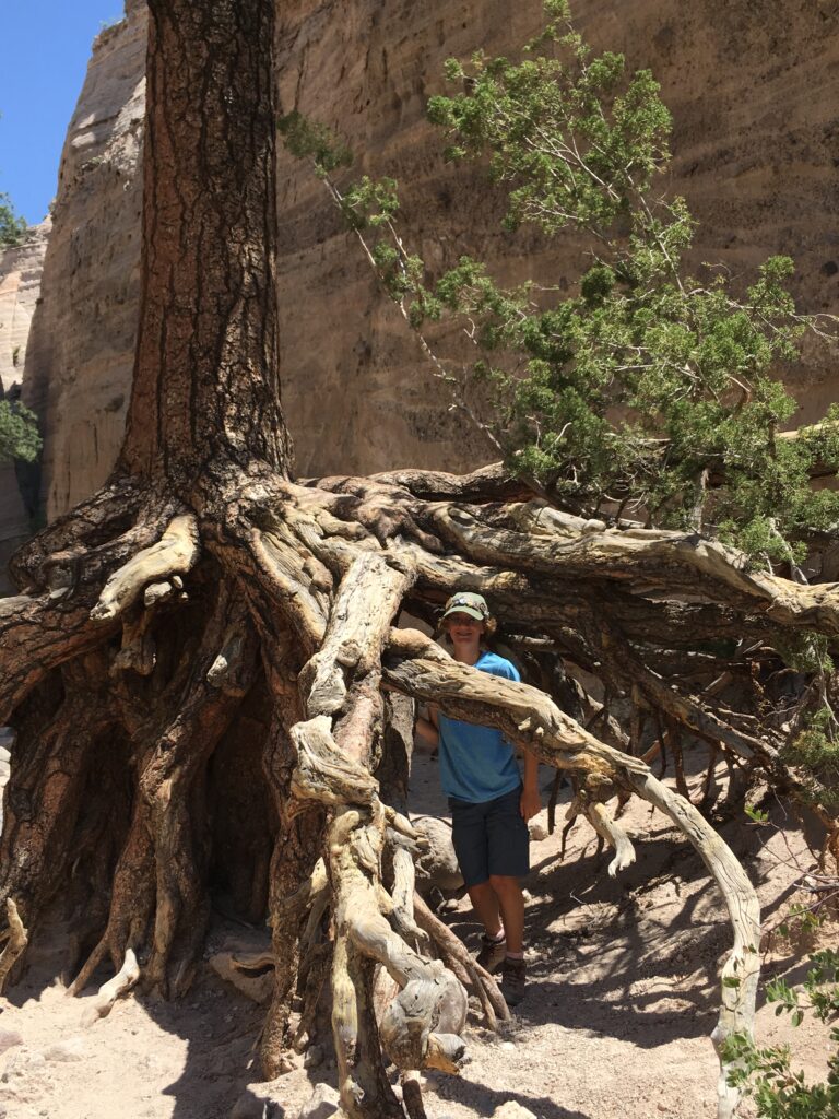 As you enter the canyon you will come across this tree standing on top of its exposed roots.