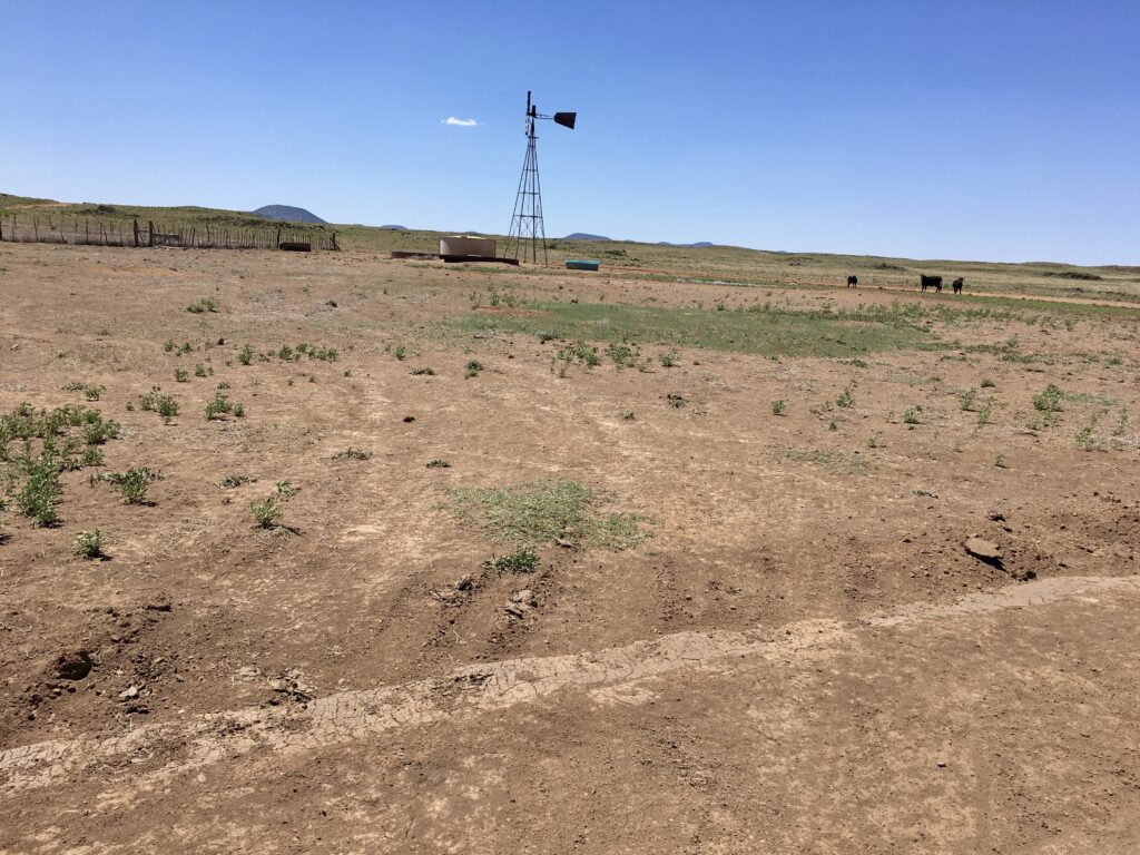 A few cows gathering near a wind powered watering hole near El Maipais National Monument, New Mexico.